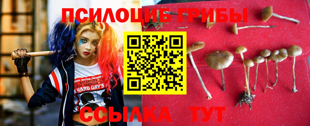 Псилоцибиновые грибы Psilocybe Соль-Илецк
